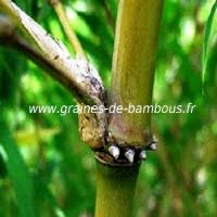 chimonocalamus-makuanensis-details-des-noeuds-www-graines-de-bambous-fr.jpg