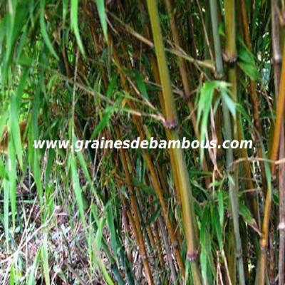 chimonocalamus-makuanensis-site.jpg