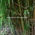 chimonocalamus-makuanensis-www-graines-de-bambous-fr-1.jpg