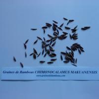 chimonocalamus-makuanensis-www-graines-de-bambous-fr.jpg