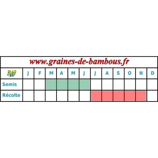 Chou cabus blanc de brunswick graines periode semis recolte