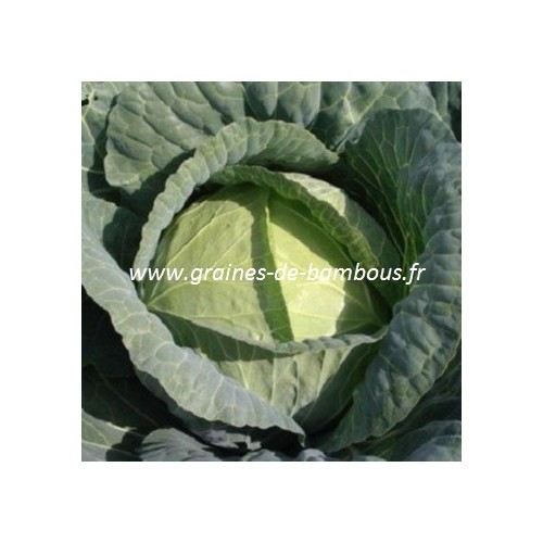 Chou cabus blanc de brunswick sur graines de bambous fr