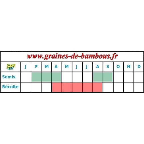 Chou cabus blanc pointu express periode semis recolte