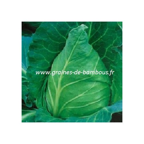 Chou cabus pointu express blanc graines