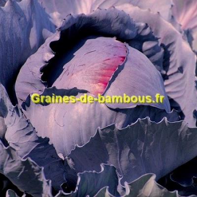 Chou cabus rouge graines de bambous fr