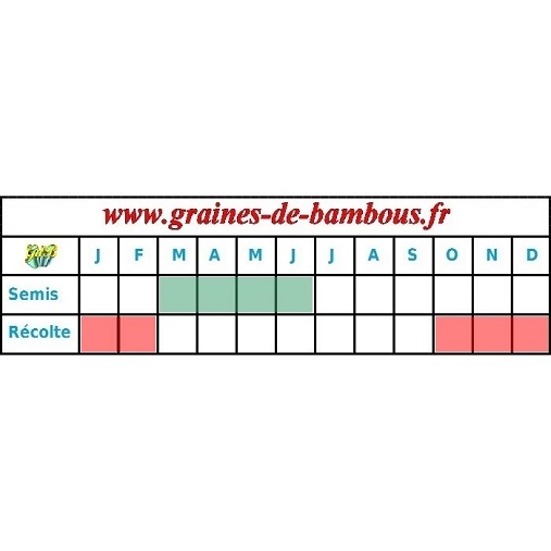 Chou de bruxelles epoque semis et recolte