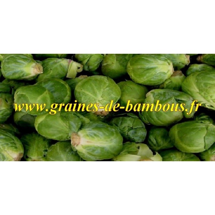 Chou de bruxelles graines de bambous fr