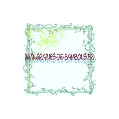 Chou de milan vert gros des vertus graines potageres et legumes