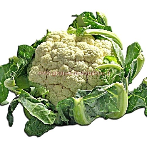 Chou fleur alpha