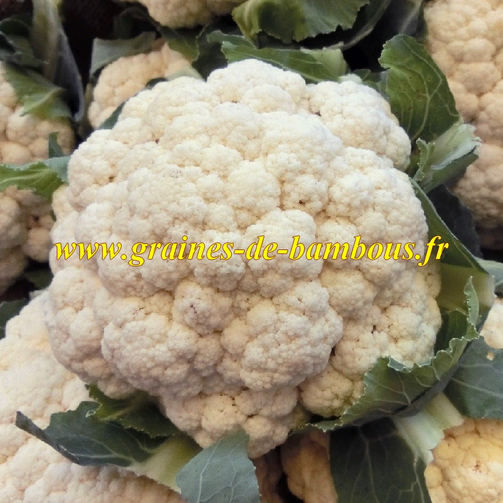 Chou fleur boule de neige graines