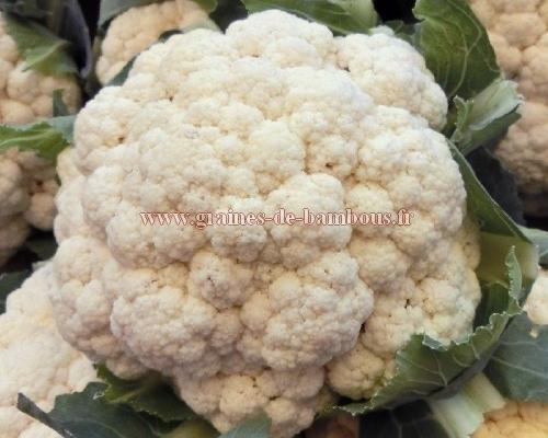 Chou fleur boule de neige sur graines de bambous fr