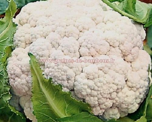 Chou fleur geant d automne graines de bambous fr