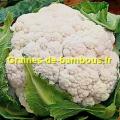 Chou fleur geant d automne graines