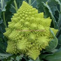 Chou fleur romanesco semences