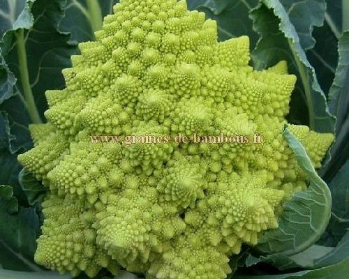 Chou fleur romanesco semences