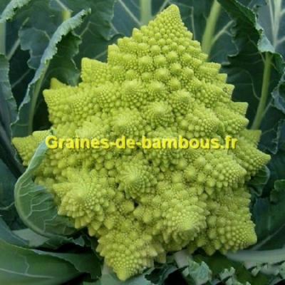 Chou fleur romanesco vert semences