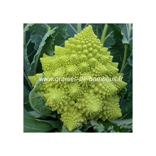 Chou fleur vert romanesco graines de bambous fr