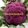 Chou fleur violet de sicile graines de bambous fr