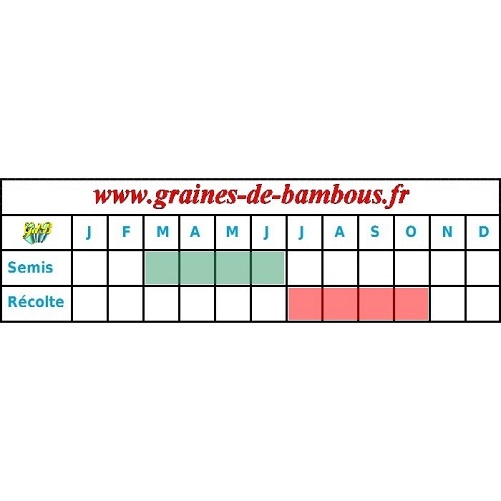 Chou fleur violet de sicile periode semis graines de bambous fr