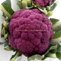 Chou fleur violet de sicile sur graines de bambous fr