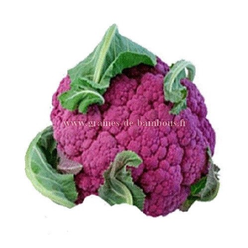 Chou fleur violet graines