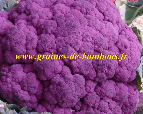 Chou fleur violet