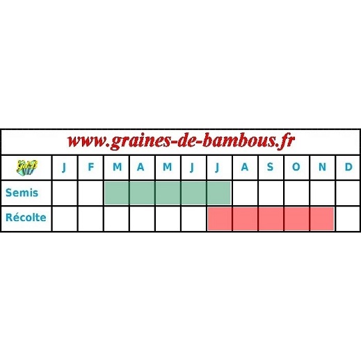 Chou rave superschmeltz geant blanc periode semis recolte