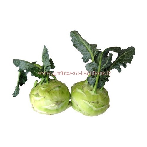 Chou rave superschmelz geant blanc graines de bambous fr copie