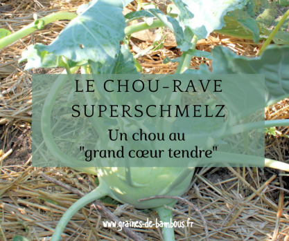 Chou rave superschmelz graines de bambous fr