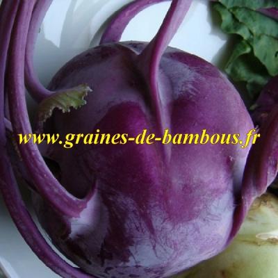 Chou rave violet de vienne graines