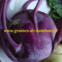 Chou rave violet graines