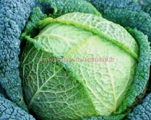 Chou vert de milan gros des vertus graines de bambous fr