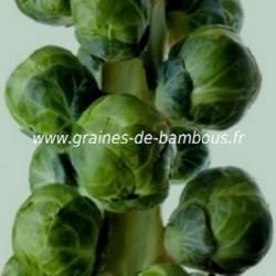 Chou de bruxelles graines
