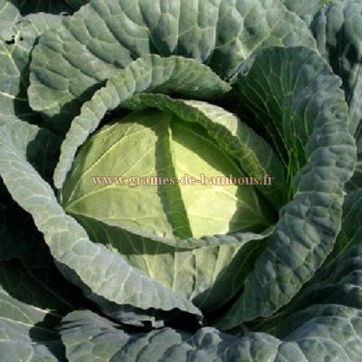 Choux cabus blanc de brunswick graines de bambous fr