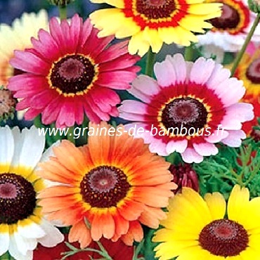Chrysantheme 3 couleurs graines