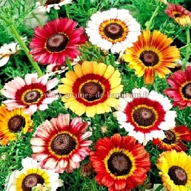 500 graines de fleurs Fleur de chrysanthème arc-en-ciel Graines de