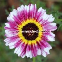 Chrysanthemum tricolore