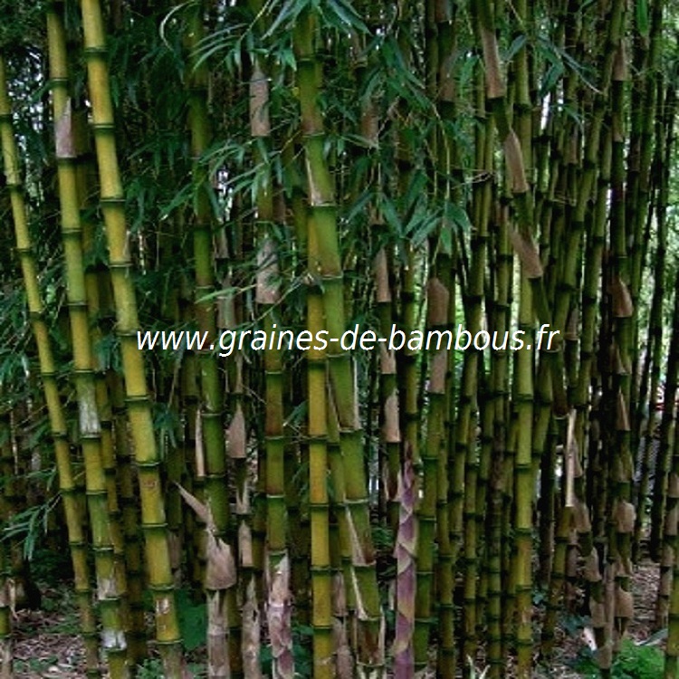 chusquea-culeou-www-graines-de-bambous-fr-8.jpg