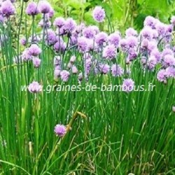 Ciboulette vivace graines de bambous fr