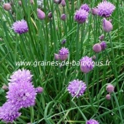 Ciboulette www graines de bambous fr