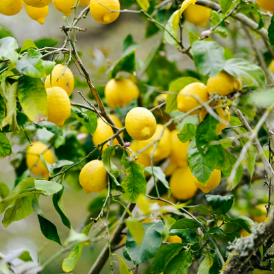 Citronnier graines de bambous fr 1