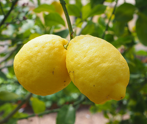 Citronnier graines de bambous fr 2