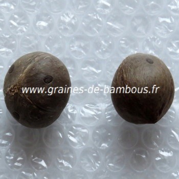 Cocotier du chili jubaea chilensis deux graines