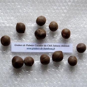 Cocotier du chili jubaea chilensis graines de bambous fr