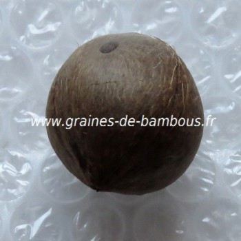 Cocotier du chili jubaea chilensis une graine