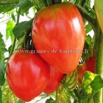 Coeur de boeuf graines tomate
