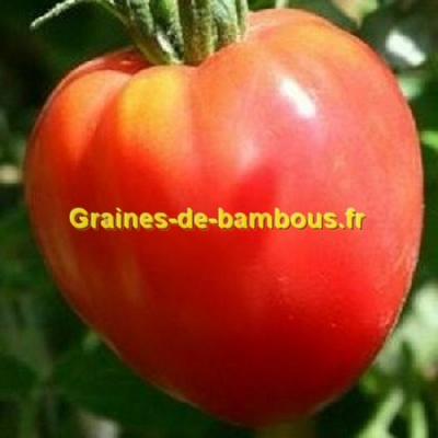 Coeur de boeuf rose graines de bambous fr