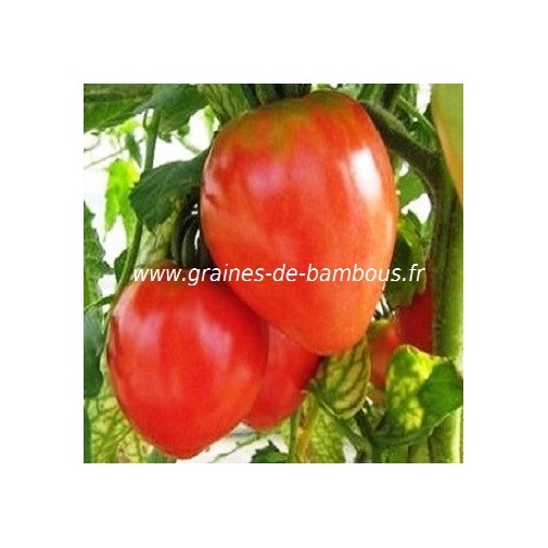 Coeur de boeuf tomate graines de bambous eu