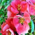 cognassier-du-japon-chaenomeles-speciosa-www-graines-de-bambous-fr.jpg