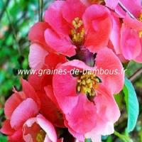 cognassier-du-japon-chaenomeles-speciosa-www-graines-de-bambous-fr.jpg